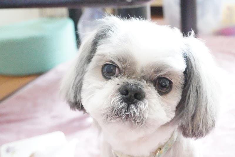 昭和の森動物病院