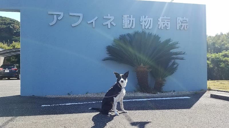アフィネ動物病院