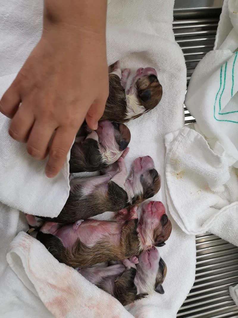 西村どうぶつ病院