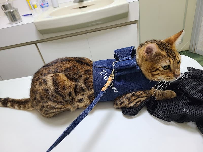 板谷動物病院