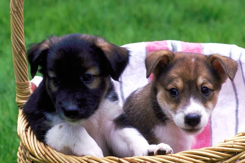 ひばりヶ丘動物病院