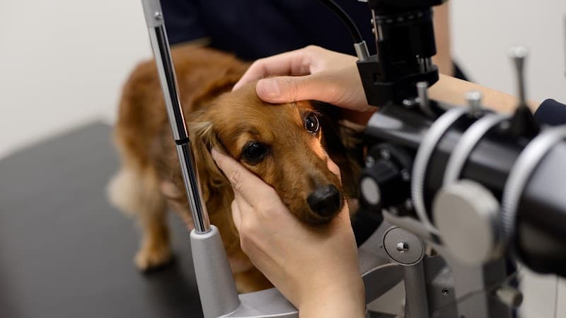 竹中犬猫医院