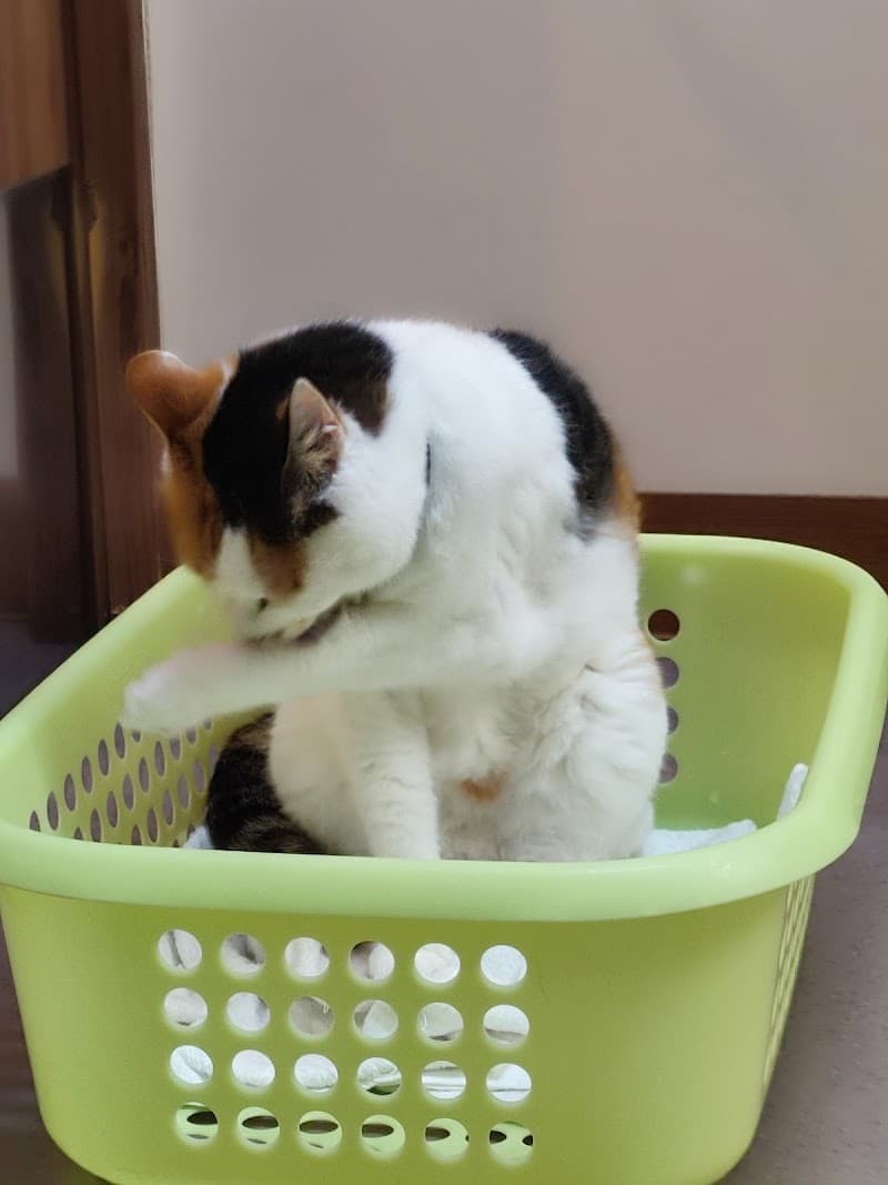 中川動物病院