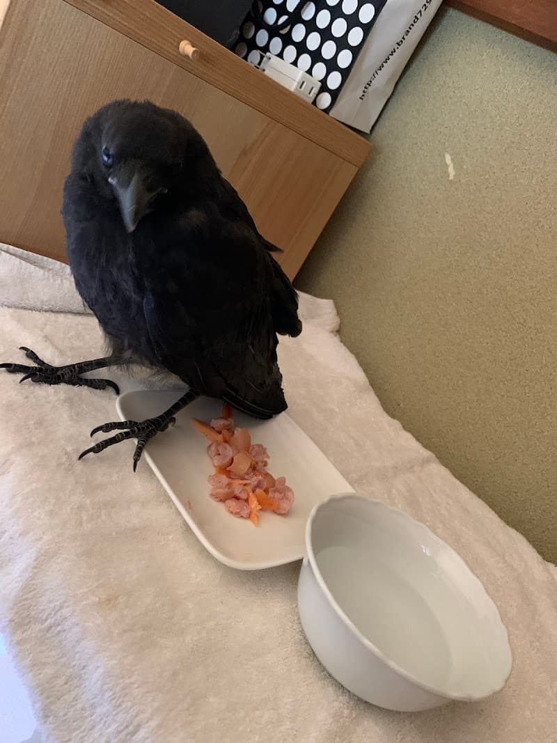 西新井動物病院