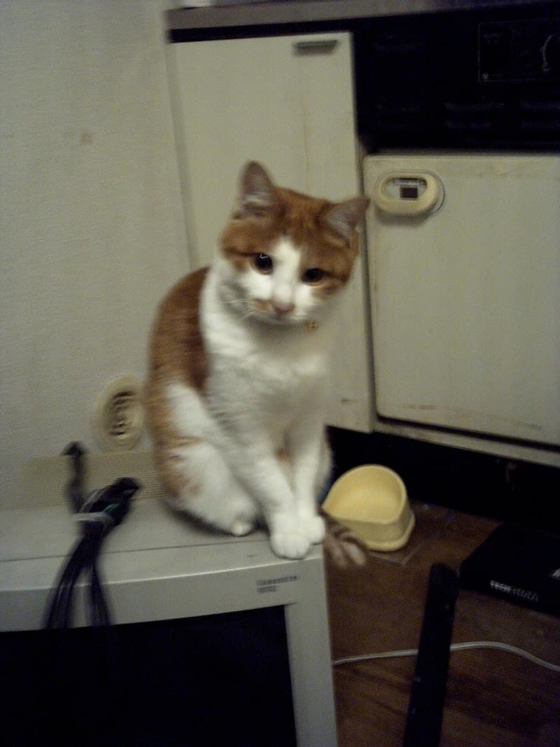 宇田川ペットクリニック