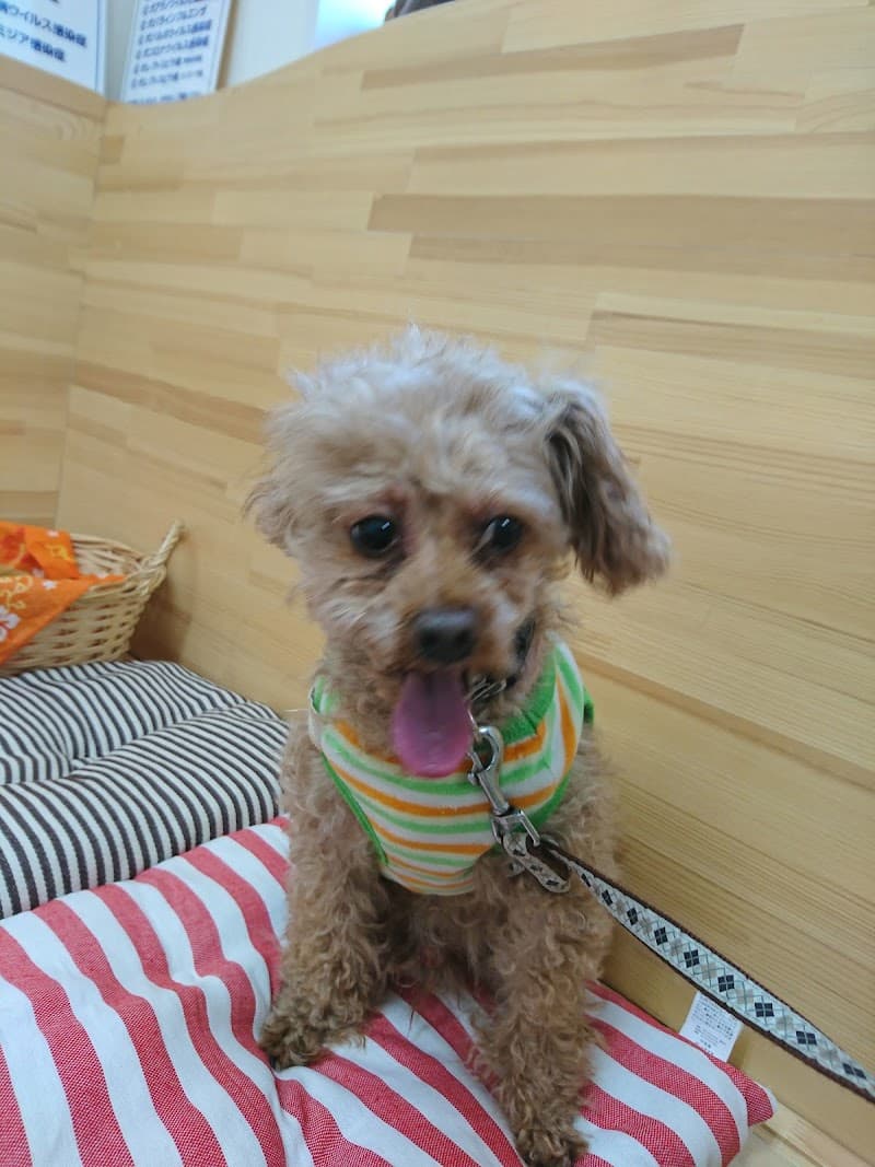 青梅しんまちペットクリニック