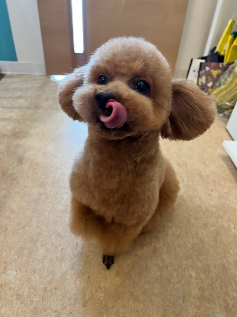 PET CARE CLINIC PILINA(ピリナ)