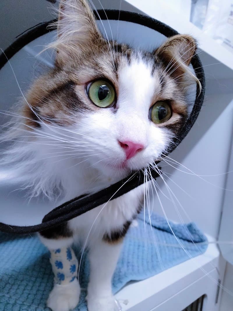 大師前どうぶつ病院