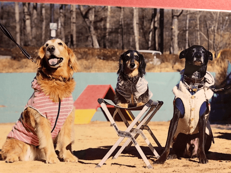 池田動物病院 成城通り病院