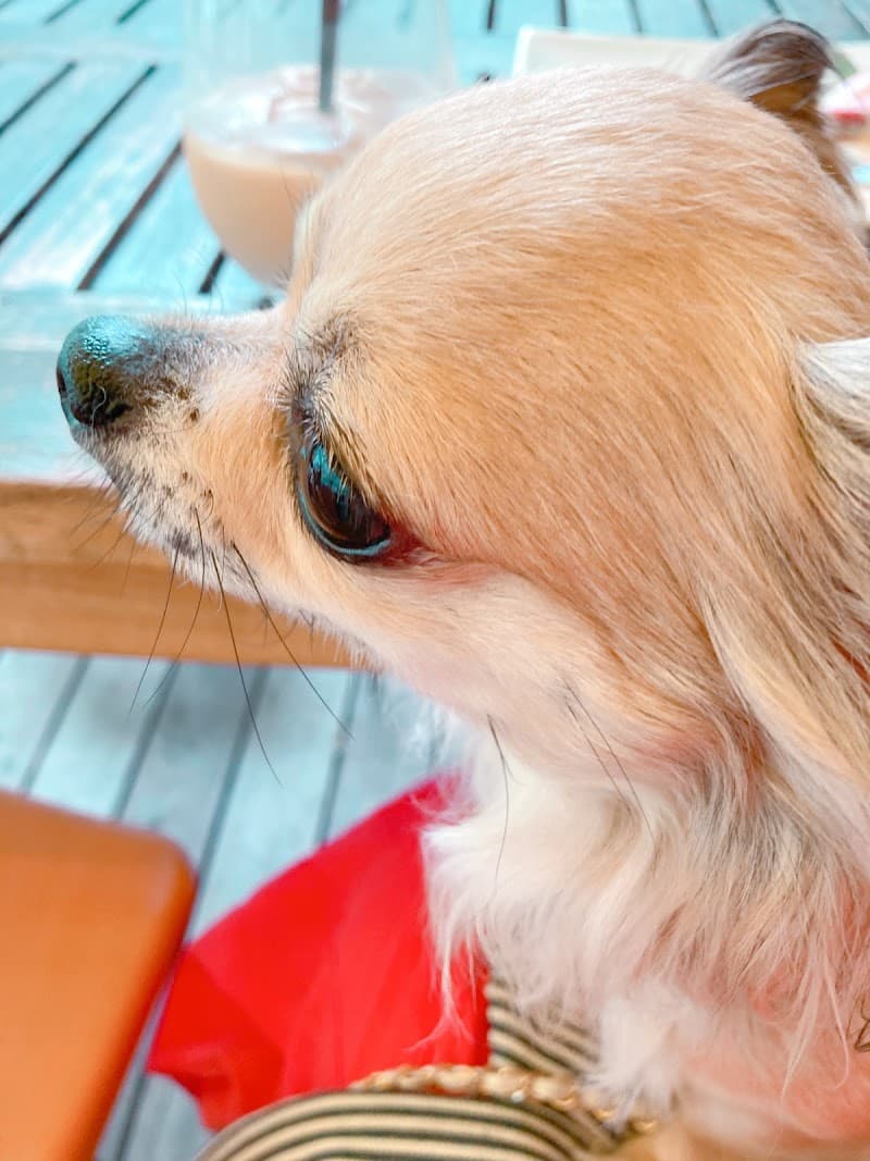 さがわ動物病院