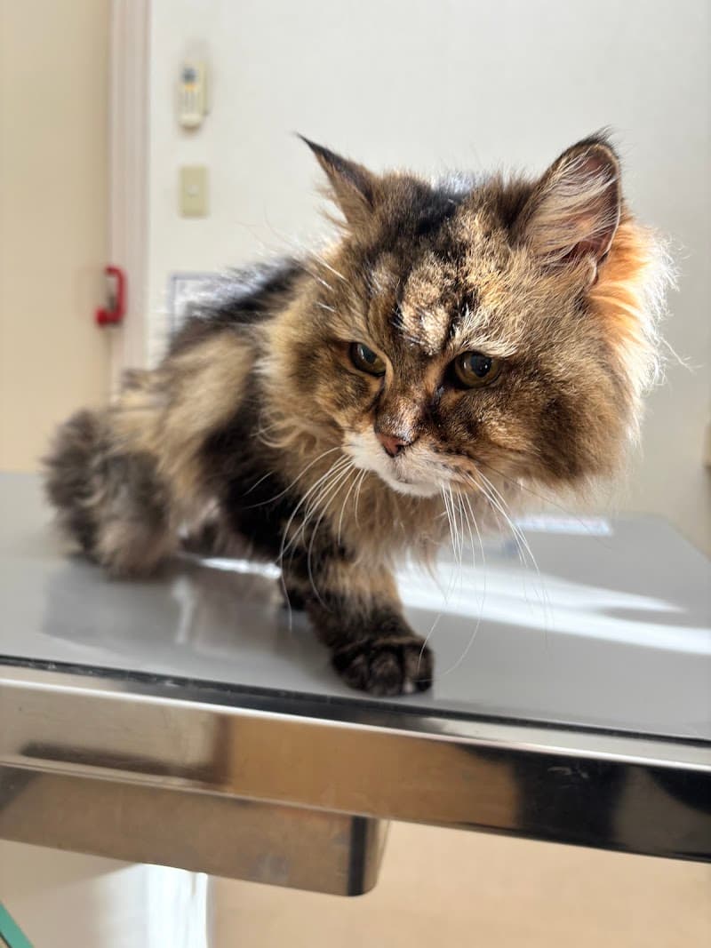 オリーブ動物病院