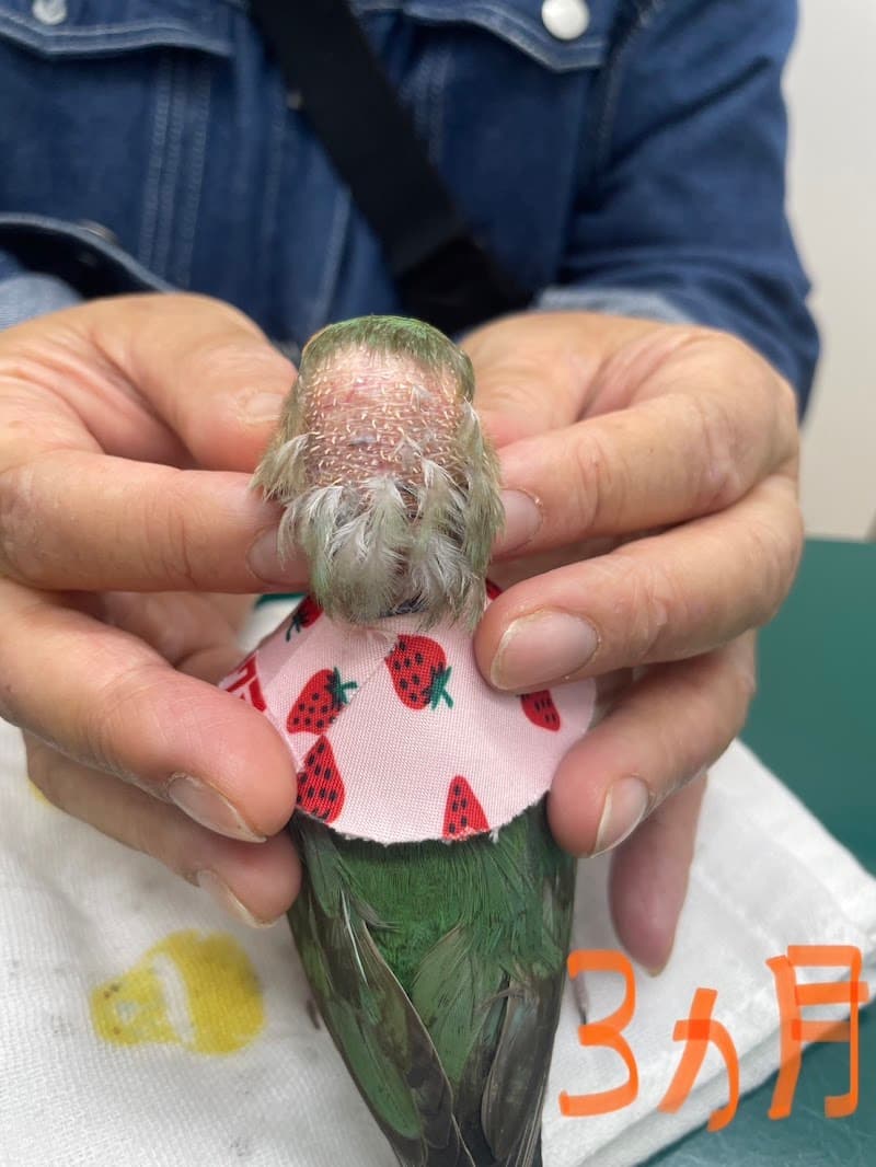 うめやしきアニマルクリニック