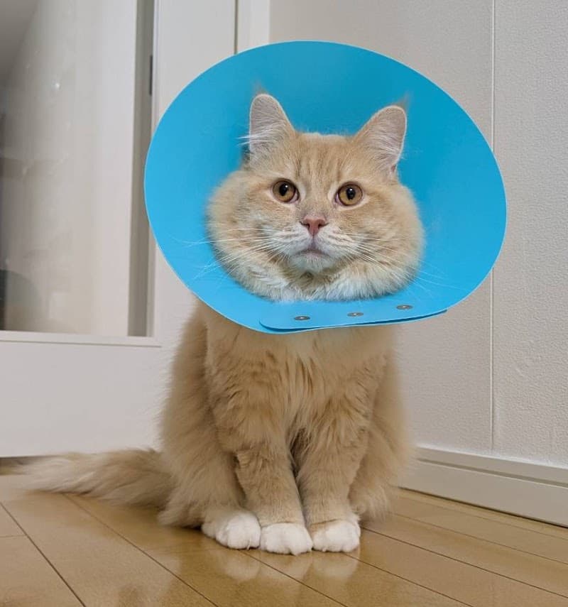 つきしま動物病院