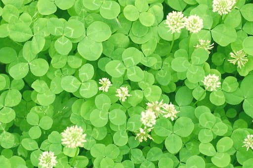 クローバー動物病院