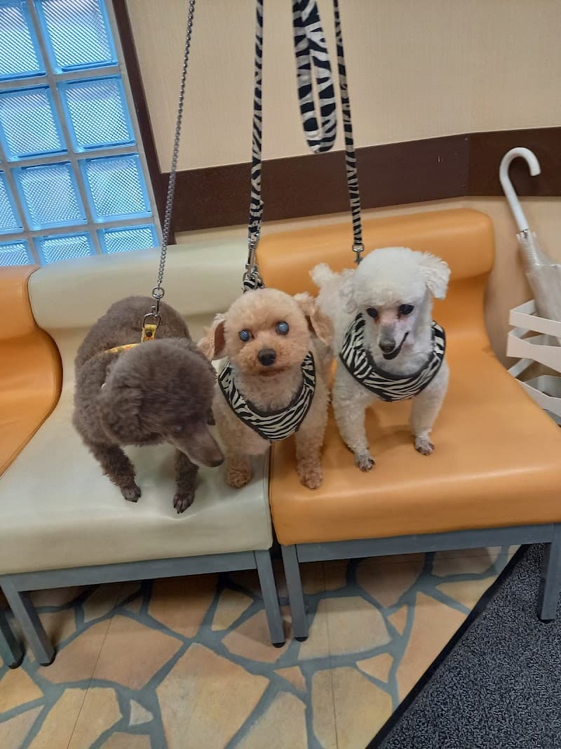 トリトン動物病院