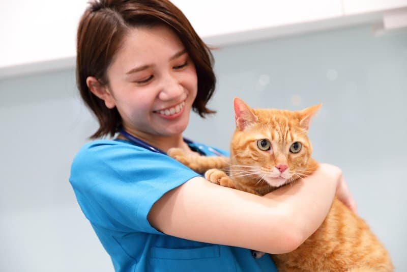 アリーズ猫医療センター