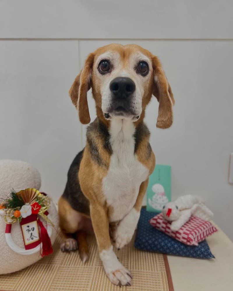 アリーズ動物病院