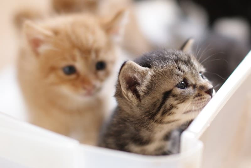 みながわ動物病院