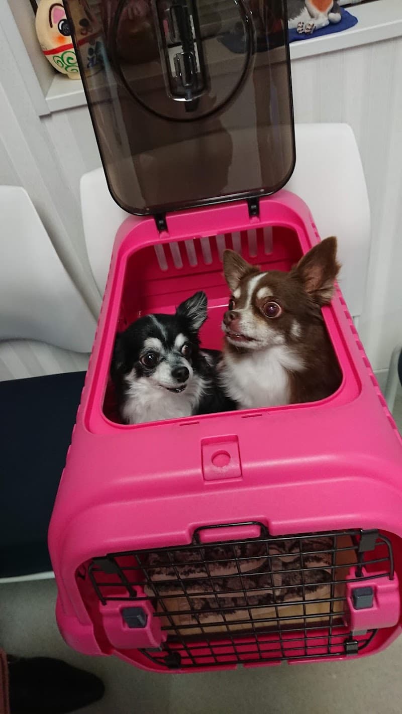 花小金井動物病院