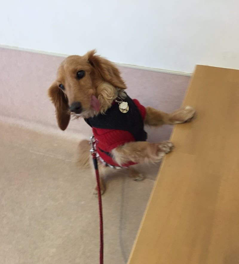 くにたちTLC動物病院