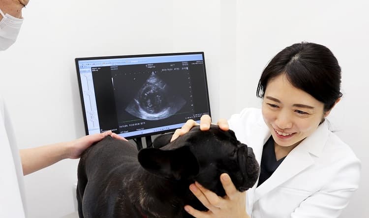 めぐり動物病院 元代々木