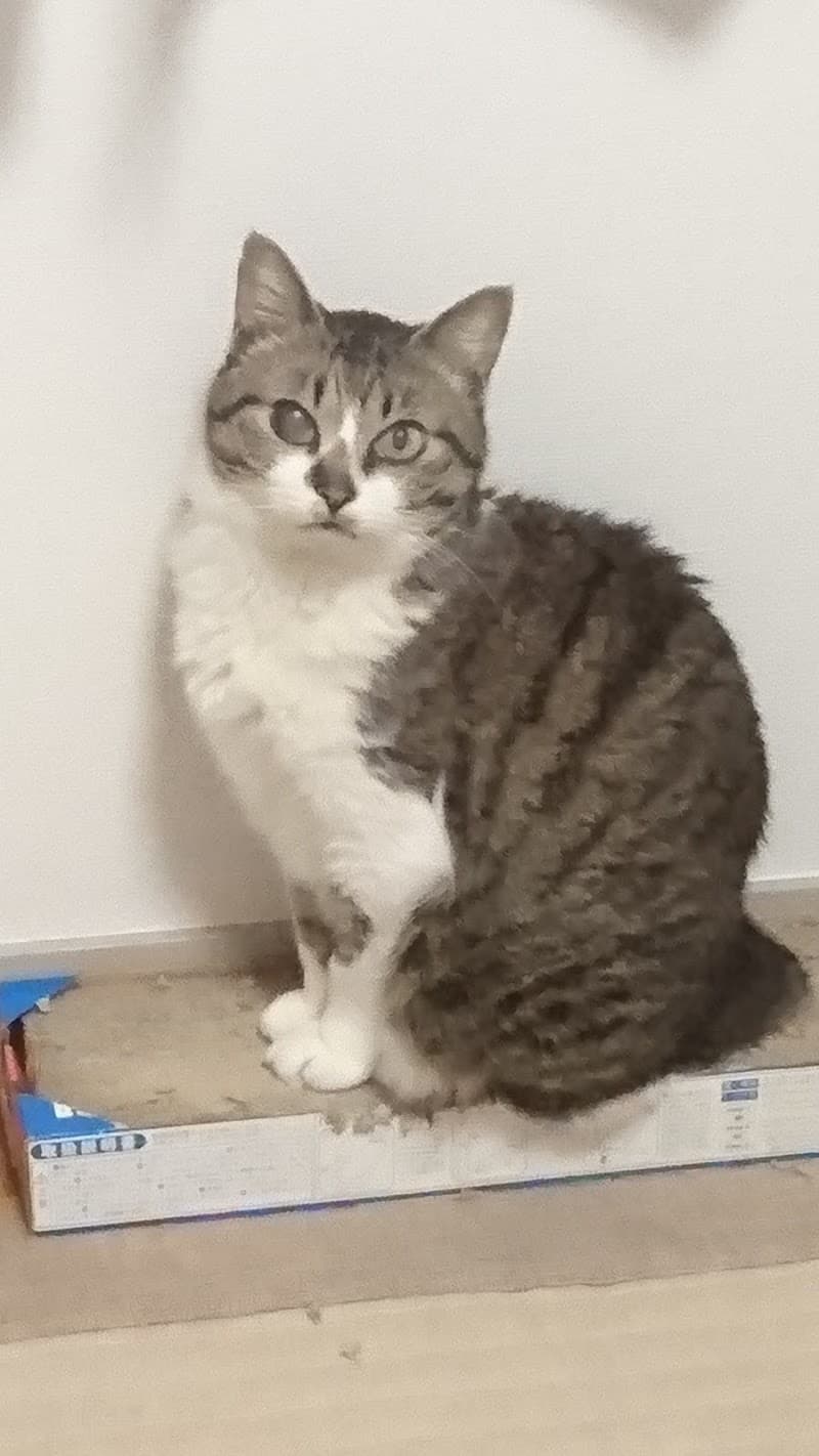 おおたに動物病院