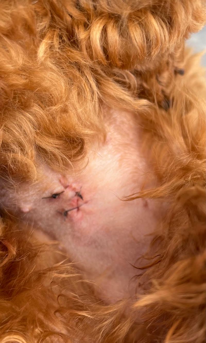 犬猫愛護病院