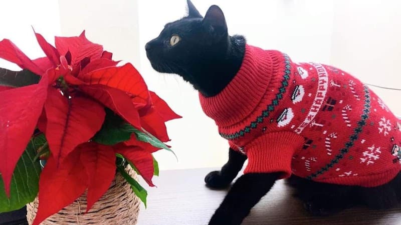 平林ペットクリニック