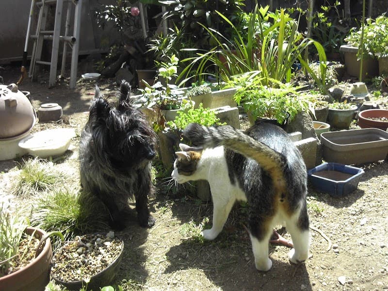 ちやふるペットクリニック