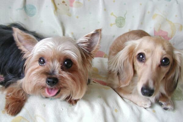 なかの往診動物病院