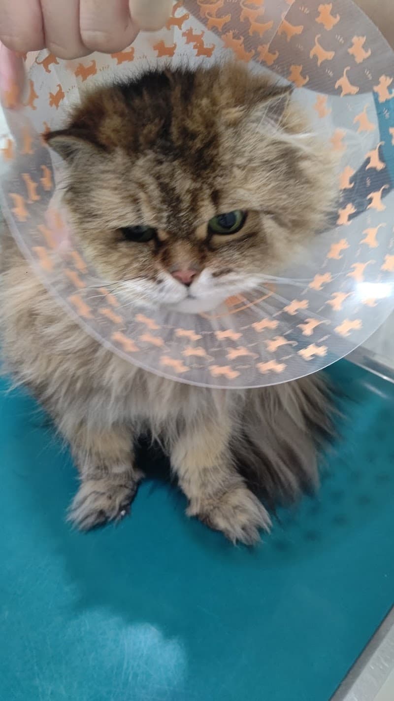 たまがわ動物病院