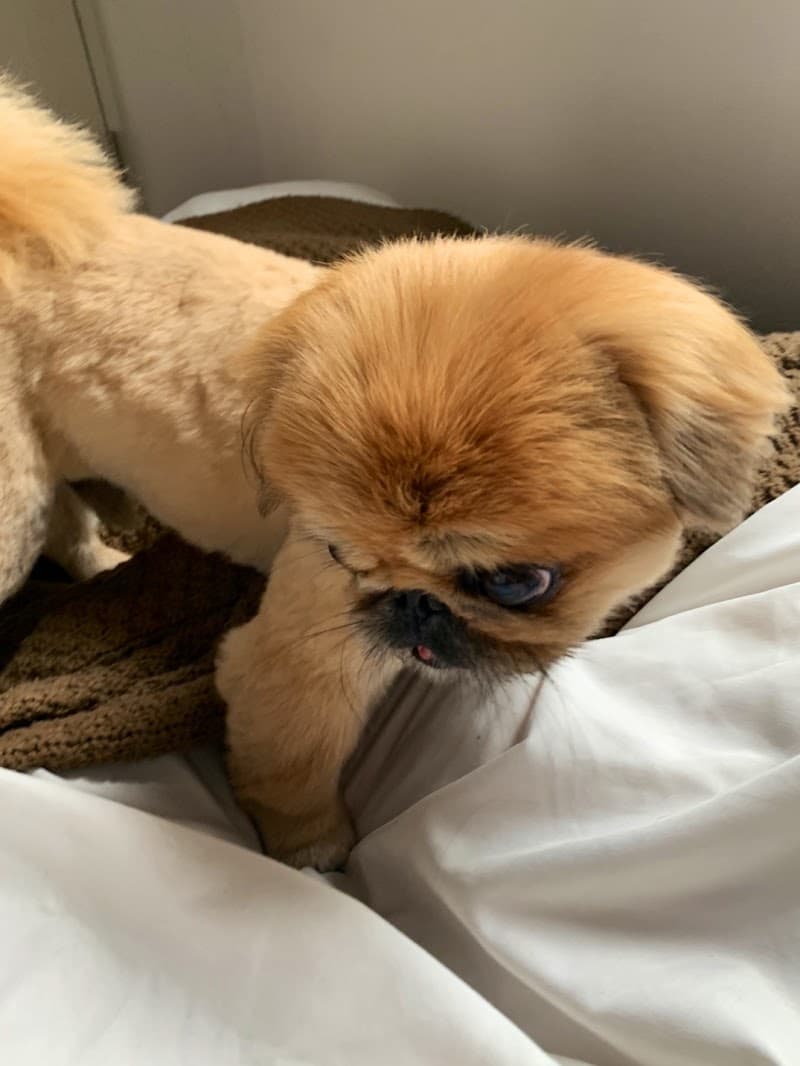 みやけ動物病院