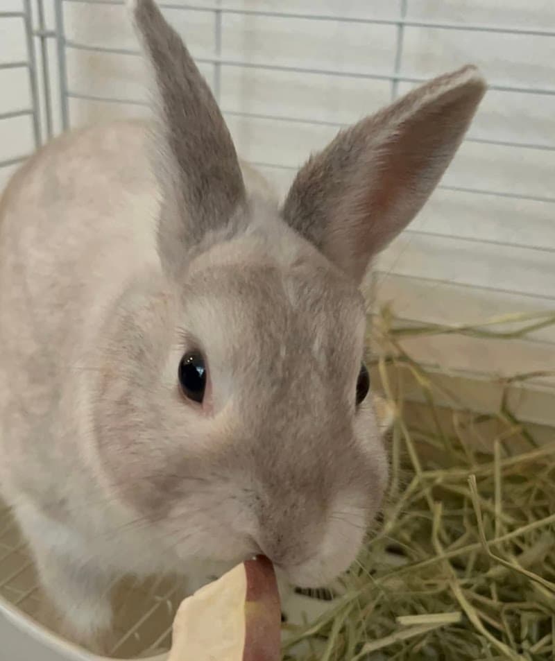 さいとうラビットクリニック