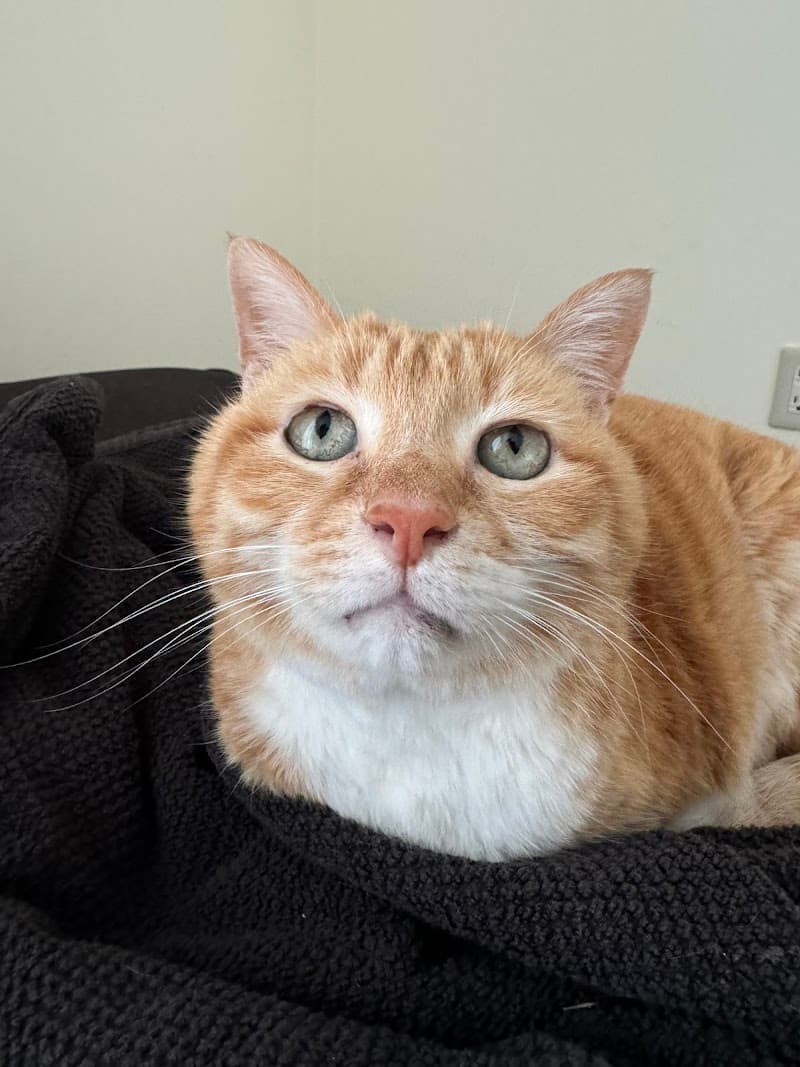 牛浜ペットクリニック