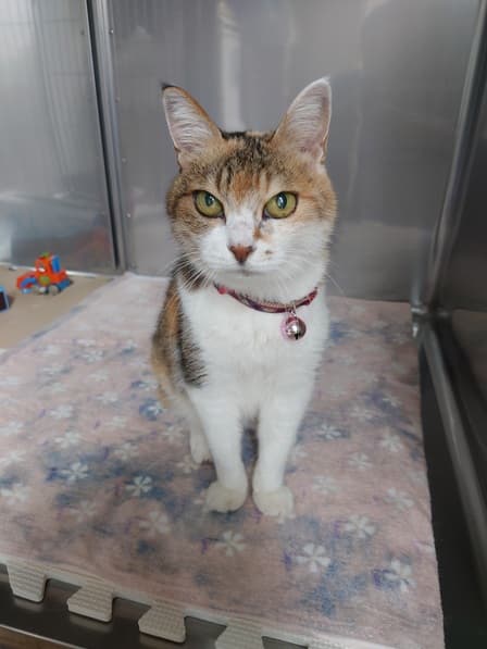 栄町ペットクリニック