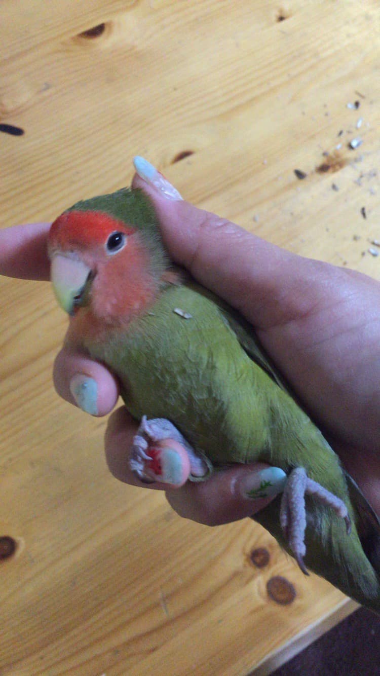 動物病院キバタン王国