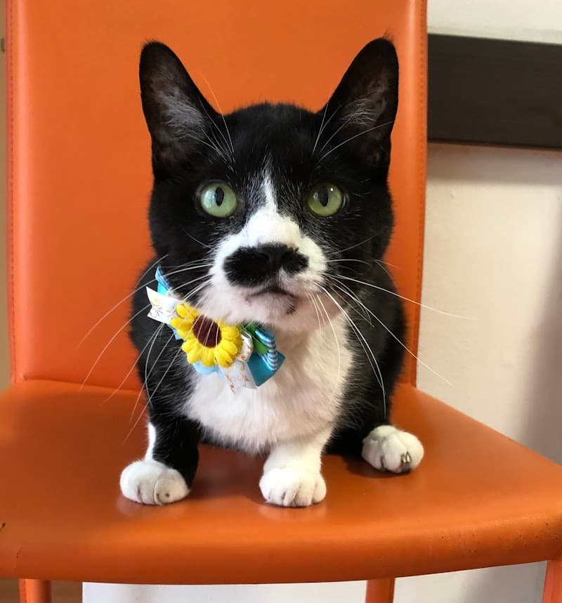 ひびの動物病院