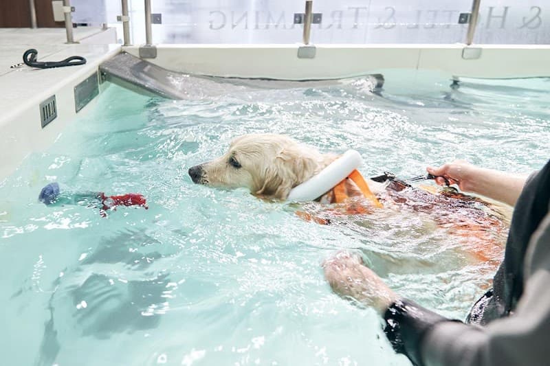 ONE自由が丘どうぶつ整形外科・リハビリセンター