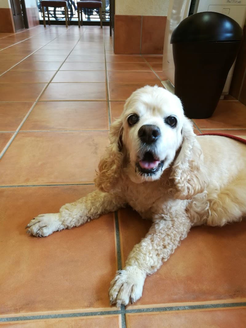 みんなの木動物病院