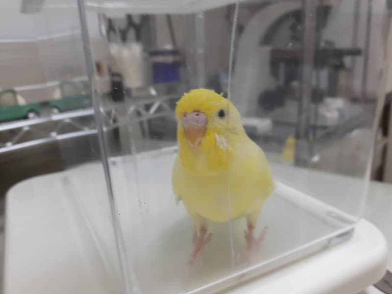 K'Sペットクリニック