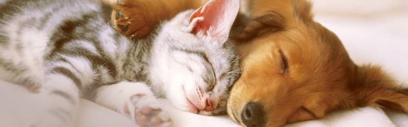 タビー動物病院