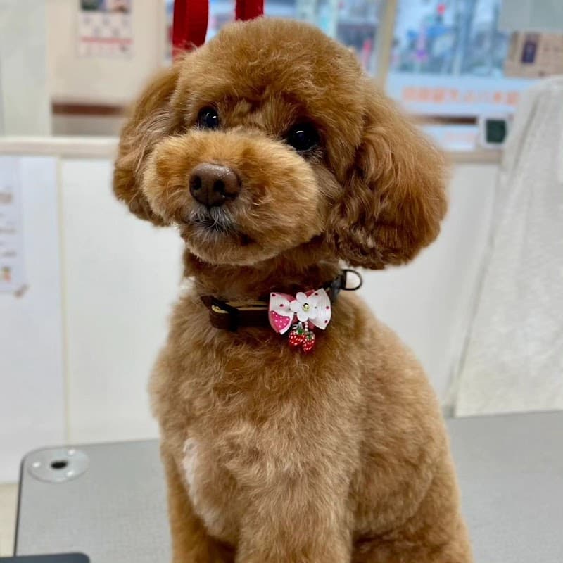 東久留米ハル犬猫病院