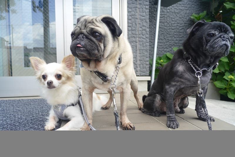 まちやはら犬猫病院