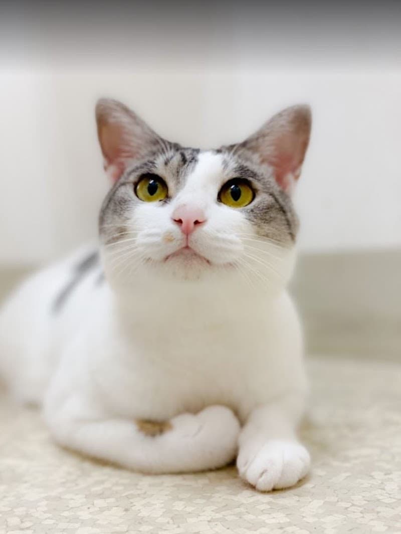 しらさぎ動物病院