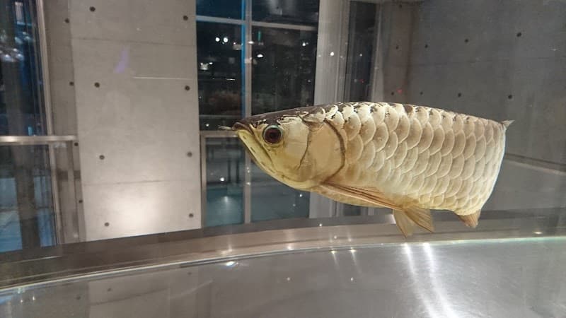 野村獣医科Vセンター