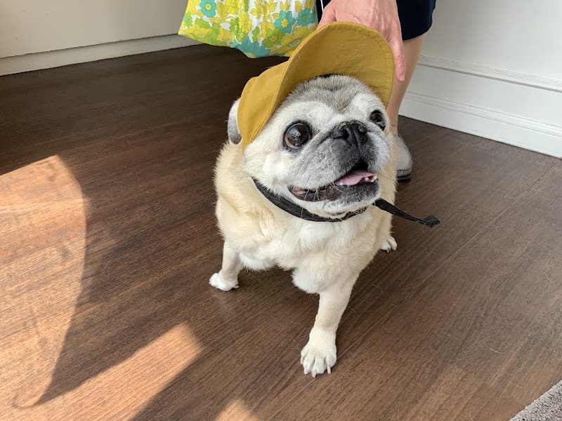 アミカル動物病院