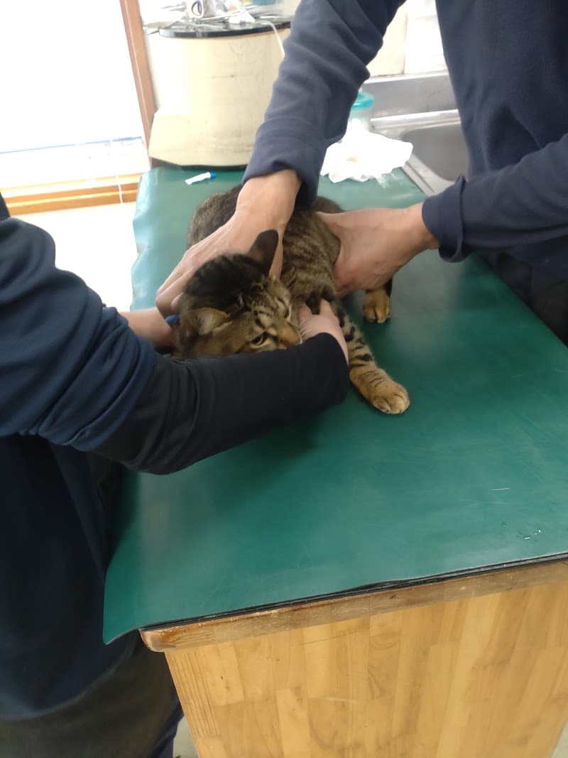 松本獣医科病院