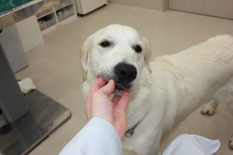 品川荏原どうぶつ病院