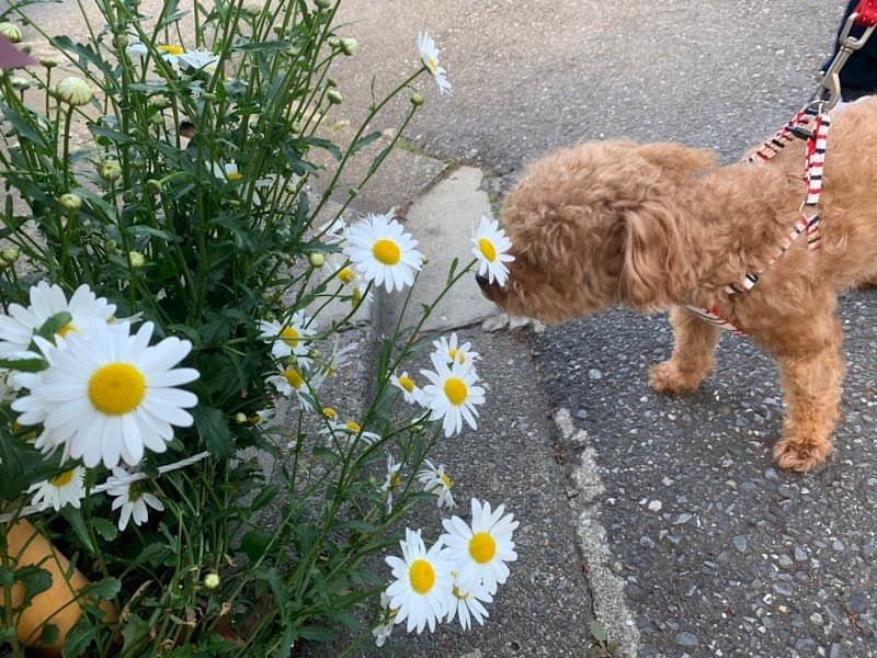 パインフィールド動物病院