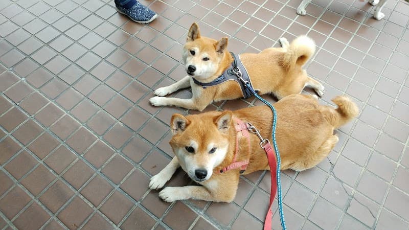 アクア動物病院